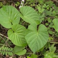 Ipomoea jucunda Thwaites